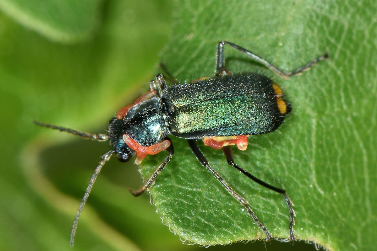 Malachiidae: Clanoptilus elegans?  con 